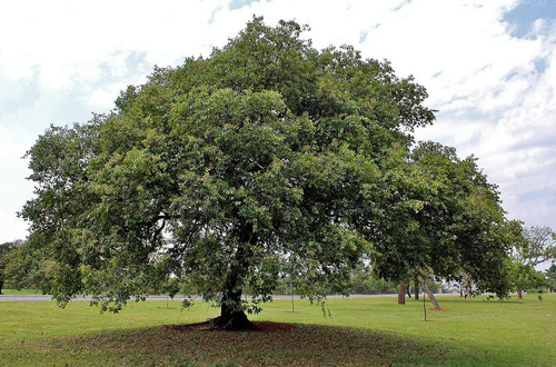Arrayan Arbol De La Libertad + Abono