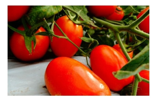 Tomate Rasteiro Rio Grande 1.000 Semente Cultive Em Hortas