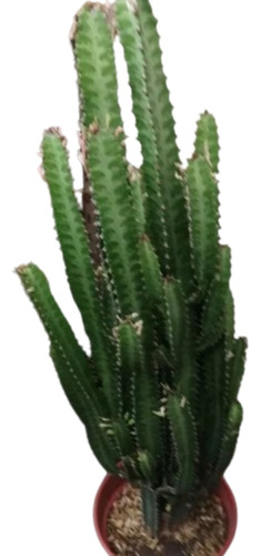 Euphorbia Trigona 