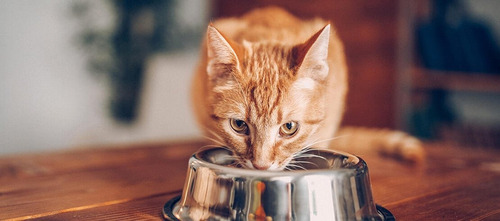 Probiocat Probioticos Para Gatos Sabor Carne 10 Cepas 100 Ml