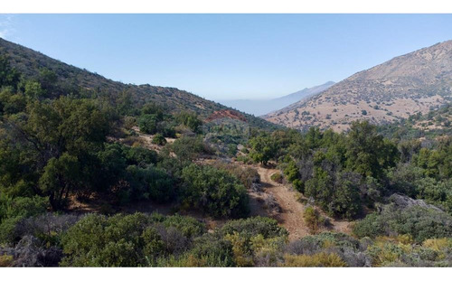 Para Inversionistas 78 Hectáreas En Valle De Caleu