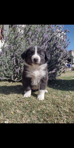 Imagen 8 de 10 de Cachorros Boder Collie