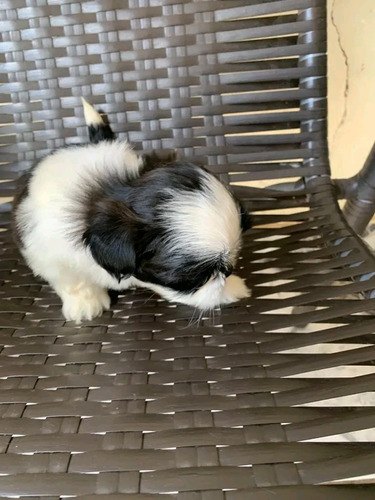 Shih Tzu Opción A Pedigree 