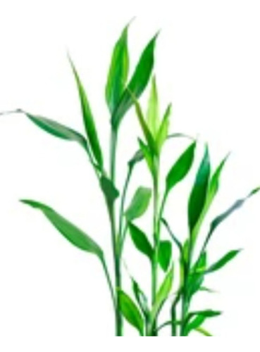 Planta Dracaena Sanderiana. Bambu De La Suerte.