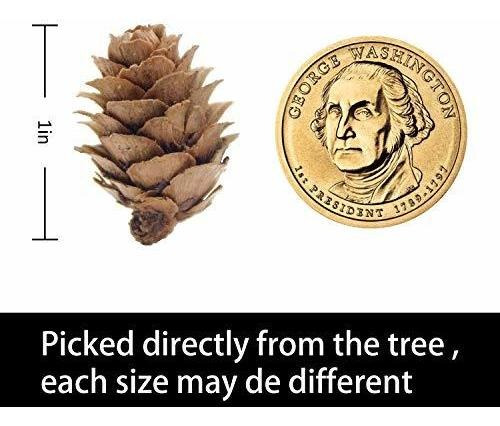 Deloky 150 Piezas Mini Conos De Pino Natural Navideño: Ador