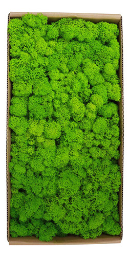 Widget Decor Moss, Decoración Interior Preservada Para Navid