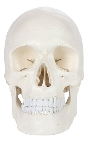 Modelo De Calavera 1:1 Cabeza Cráneo Humano Anatomía