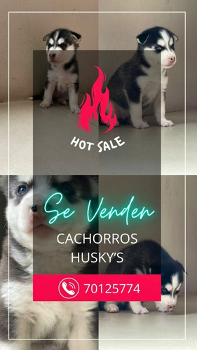 Imagen 5 de 6 de Cachorros Husky Siberianos Buena Genética