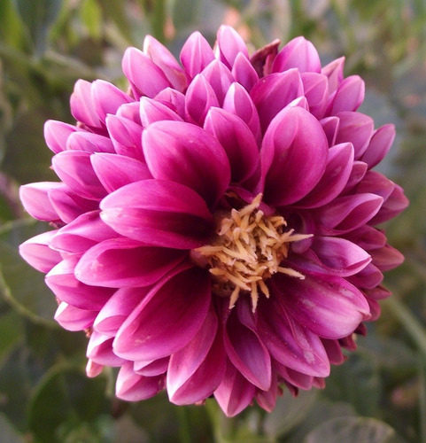 100 Semillas De Dalia Variada Dahlia Enana Flor Mexicana | MercadoLibre 100 Semillas De Dalia Variada Dahlia Enana Flor Mexicana | MercadoLibre