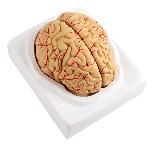 Cerebro Humano Desarmable 9 Piezas Con Base Envio Inmediato