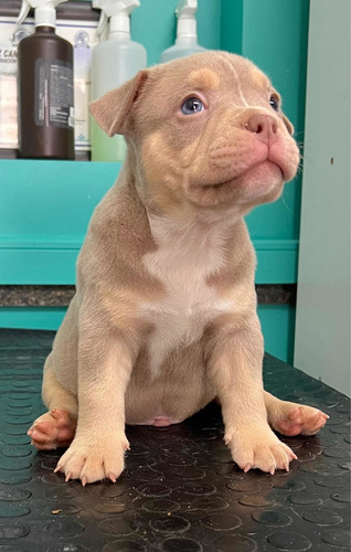 American Bully Cachorros Registro Abkc Al Día