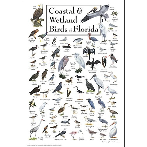 Aves Costeras Y De Humedales De Florida - Póster