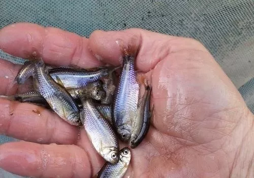 Carnada Mojarra Envasada Al Vacio Pesca Pejerrey Excelentes