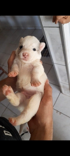 Imagem 2 de 3 de Filhotes De Border Collie Blue Merle