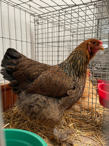 Brahma Perdiz Aperdizado (Usado)