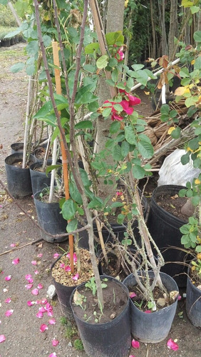 Rosal Polyantha (floribunda) Amarillo (mac. 4 Lts) -