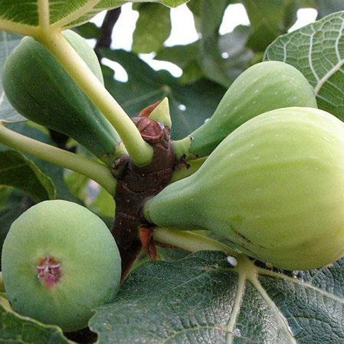 Imagen 1 de 10 de Combo 3 Arboles Frutales - Viv.hab.senasa-e.gratis Caba-gba