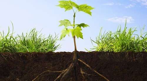 Imagen 8 de 10 de Biobizz Grow 1 Litro Fertilizante Orgánico Vegetativo