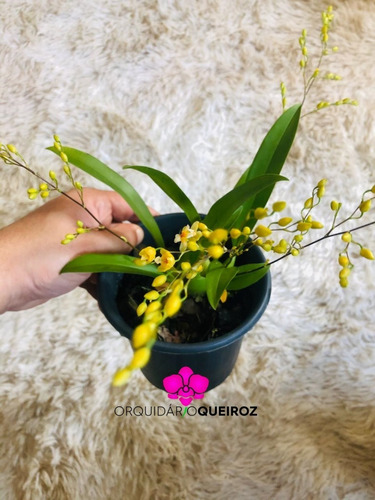 Kit Oncidium Twinkle : Amarelo, Branco E Vermelho | Parcelamento sem juros