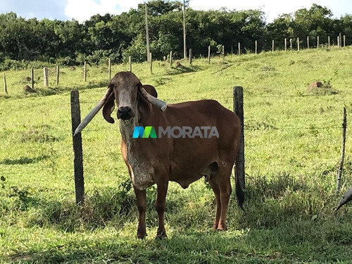 Imagem 8 de 15 de Fazenda - Zona Rural - Ref: 4343 - V-mta4343