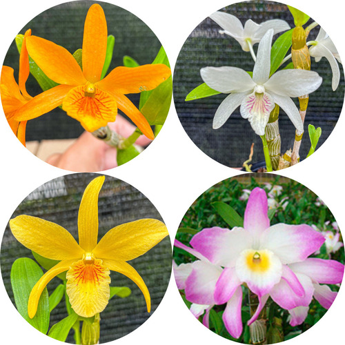 Orquidea Dendrobium Kit C/4 Mudas Lindas