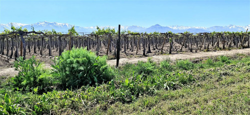 En Venta Parcela En San Rafael, San Felipe, 75.600 M2., En P