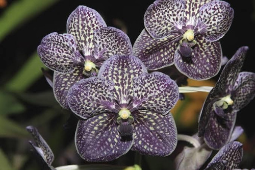 Orquídeas Vanda(varios Colores) (Usado)