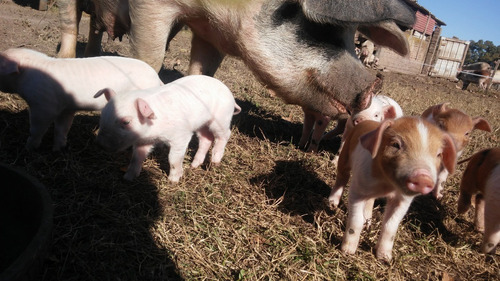 Cochinillos De Campo