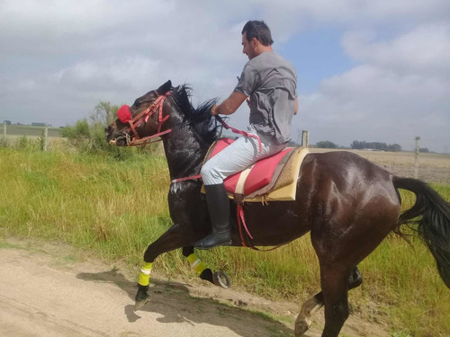 Imagen 5 de 5 de Permuto O Vendo Caballo Spc Sano Y Variando Para Corto
