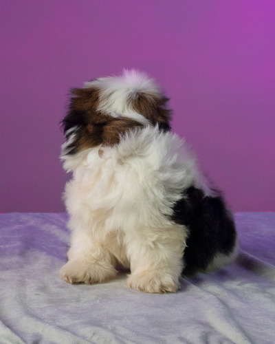 Hermosos Cachorros Shitzu Toy Excelente Eleccion