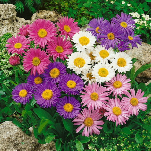 Semillas De Aster (200 Sem)