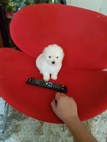 Hermosos Poodle Micro Toy Mini