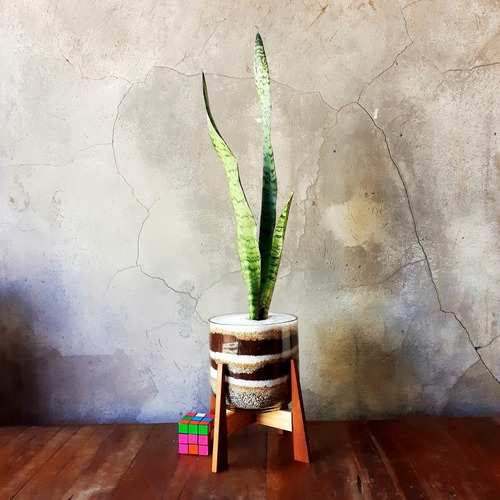 Imagen 6 de 9 de Lengua De Suegra Little Terrario 16 Con Pedestal