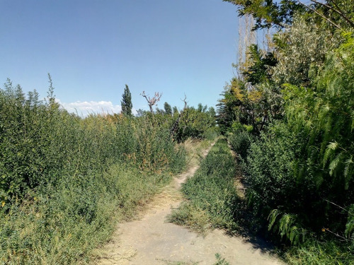 Imagen 13 de 25 de Venta De Finca 14 Ha En Producción - San Rafael Mendoza
