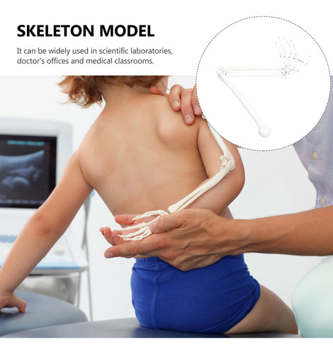Modelo De Brazo Humano Brazo Anatómico Científico Todos Los