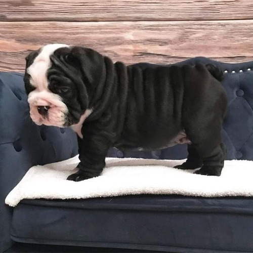 Monta Bulldog Ingles Black Tri