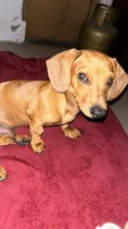 Comprar Salchicha Macho Arlequín Tapado Para Monta