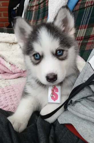 comprar Cachorros Husky Siberiano  Ojos Azules Manto Gris Y Negeo