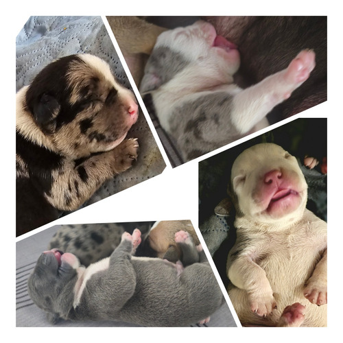 American Bully Merle. Blue. Toffee