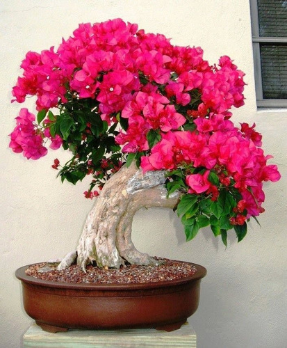 Imagem 8 de 10 de Muda Primavera Bougainvillea Vermelha - Jardim Ou Bonsai !