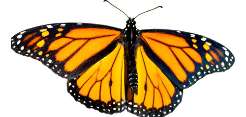 Alimento Para Mariposas - Asclepia Curassavica