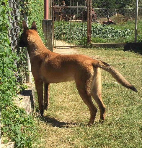 Cachorro Pastor Belga Malinois Machos En Caracas