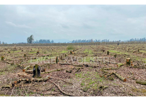 Campo En Chimbarongo