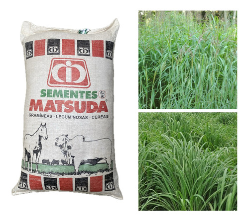 Capim Andropogon Gayanus Matsuda - 20kg De Sementes