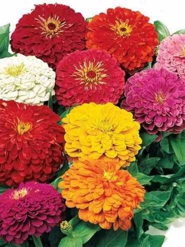 Semillas De Zinnia  Gigante Mix De Colores