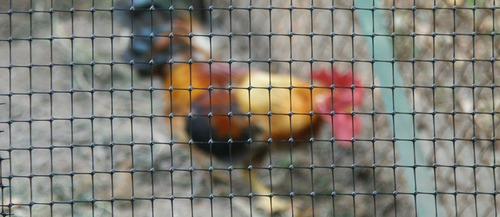 Malla Cerco Aviary 1x200 Mts Cuadro 25x25 Mm
