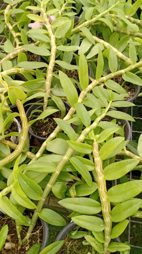 Orquídeas Pré Adultas Espécies Dendrobium Anosmum No Vaso. | MercadoLivre