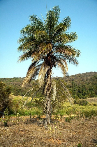 Semilla De Palmera De Coyol, Corconabe