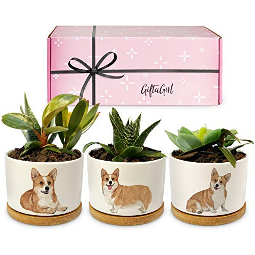 Regalos Amantes De Corgis - Decoración  De Corgis Cump...