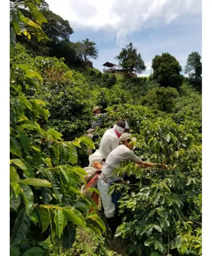 Oportunidad De Inversion Fabrica Y Finca De Café
